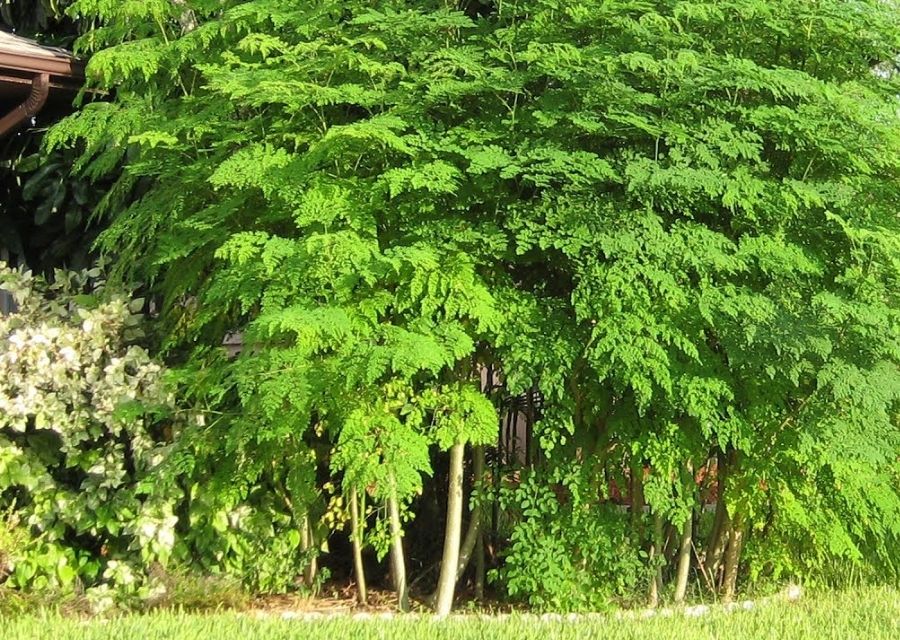 Como es el arbol de moringa