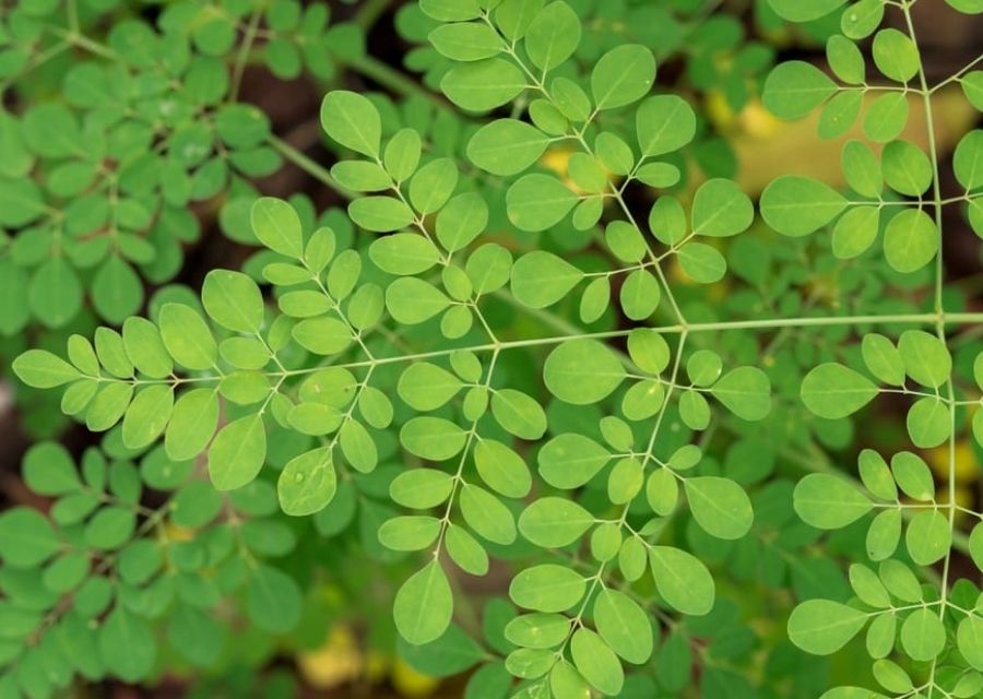 Como es el arbol de moringa