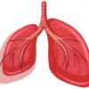 Sistema Respiratorio 