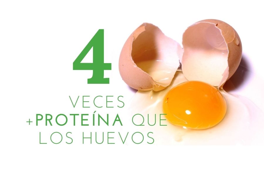 la moringa tiene proteina